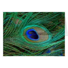 Pluma de pavo real azul india