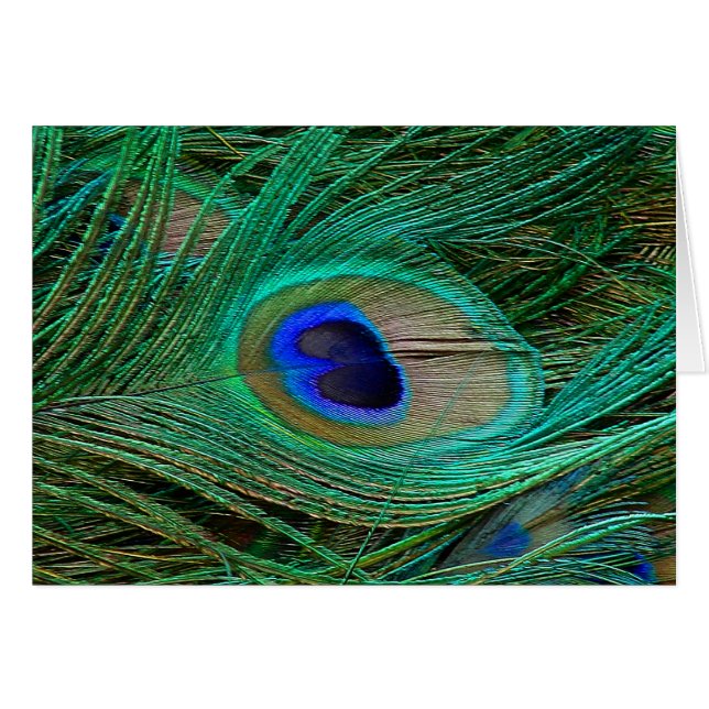 Pluma de pavo real azul india (Anverso (Horizontal))