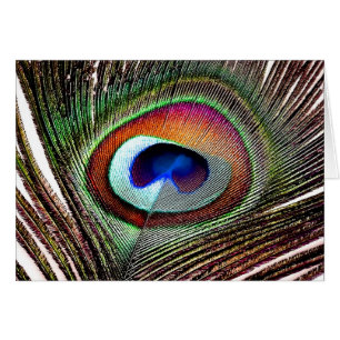 Pluma de pavo real de cobre colorida