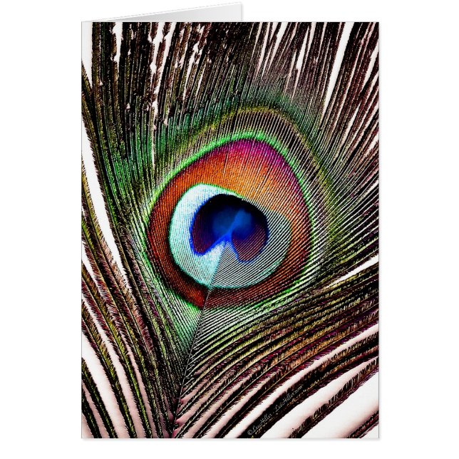 Pluma de pavo real de cobre colorida (Frente)