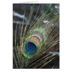 Pluma de pavo real metálica