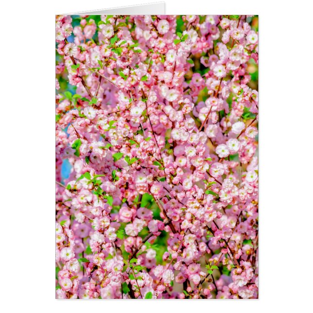 Pluma florida (Frente)