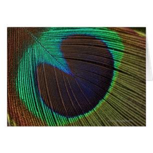 Plumas 3 del pavo real