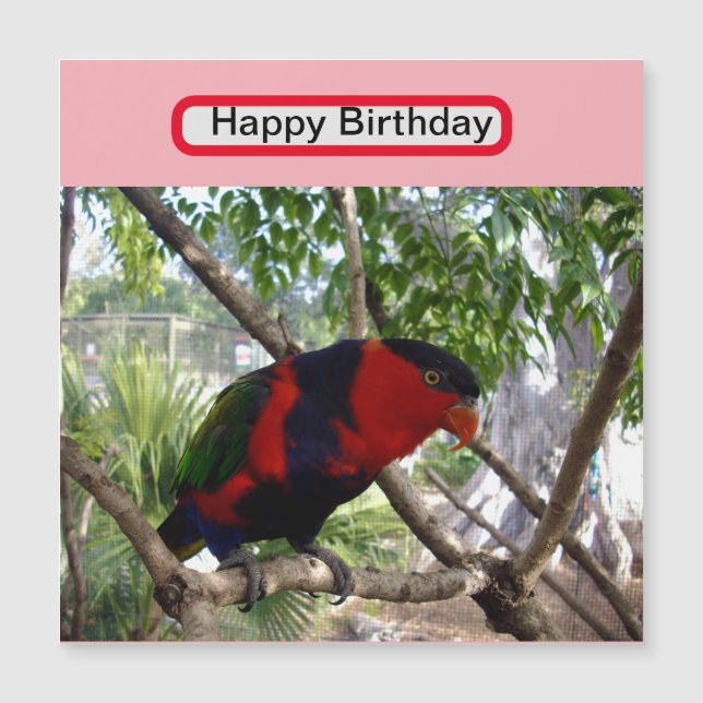 Plumas arcoiris: Bonito Australian Lorikeet, (Anverso)