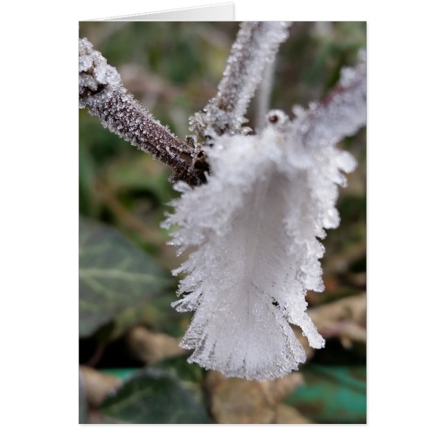 plumas congeladas (Frente)