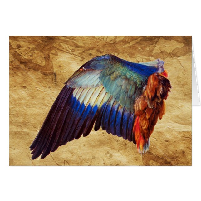 PLUMAS DE ALA DE UN ROLLER EUROPEO (Anverso (Horizontal))