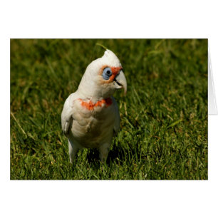 Plumas de pájaro del pico de Corella que vuelan el