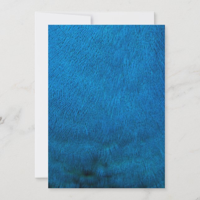 plumas de pavo real azul (Anverso)