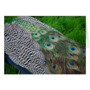 Plumas del pavo real