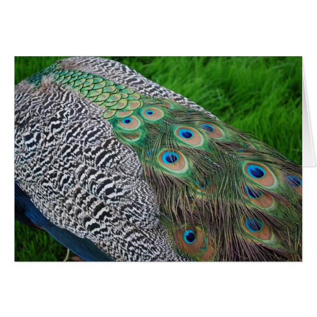 Plumas del pavo real (Anverso (Horizontal))