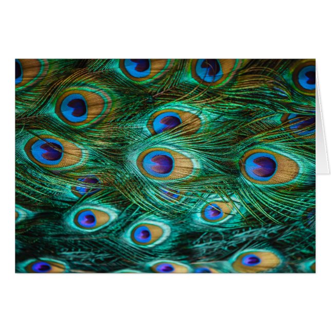 PLUMAS DEL PAVO REAL (Anverso (Horizontal))