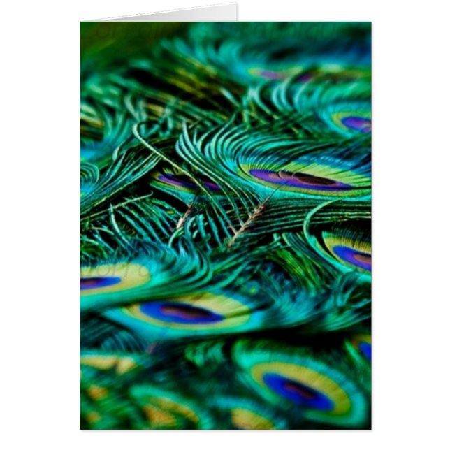 Plumas del pavo real (Frente)