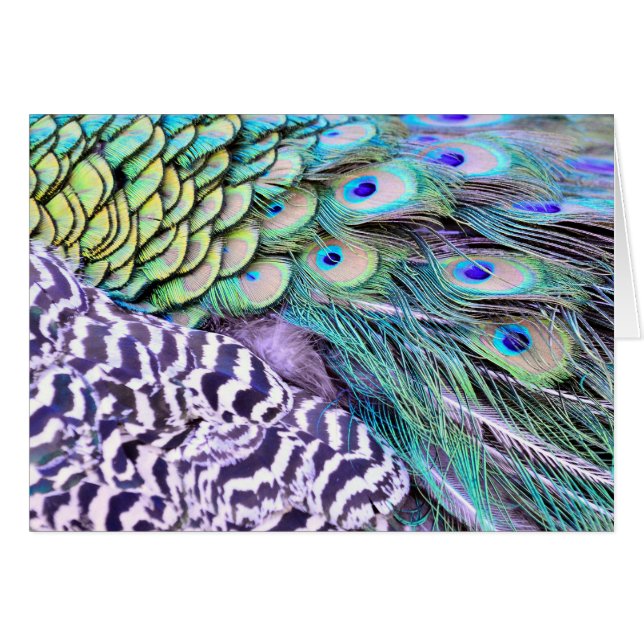Plumas del pavo real (Anverso (Horizontal))