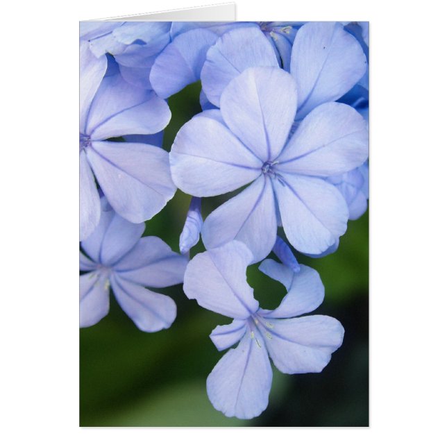 Plumbago (Frente)