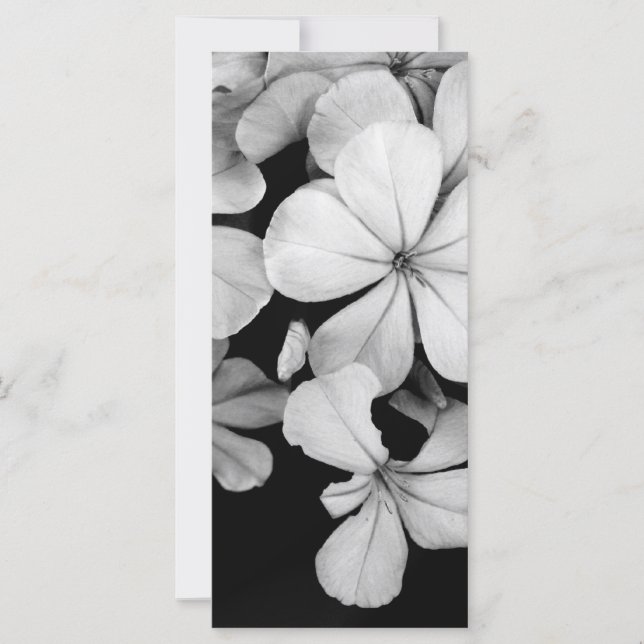 Plumbago de Cabo (Anverso)