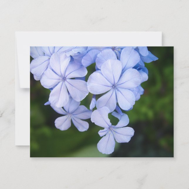 Plumbago de Cabo (Anverso)