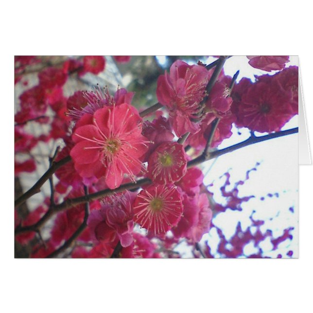plumblossom (Anverso (Horizontal))