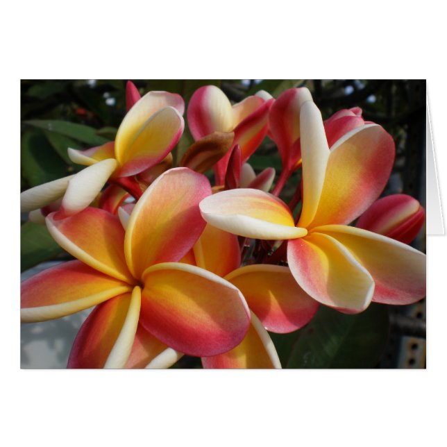 plumeria (Anverso (Horizontal))