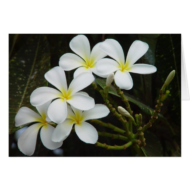 Plumeria (Anverso (Horizontal))