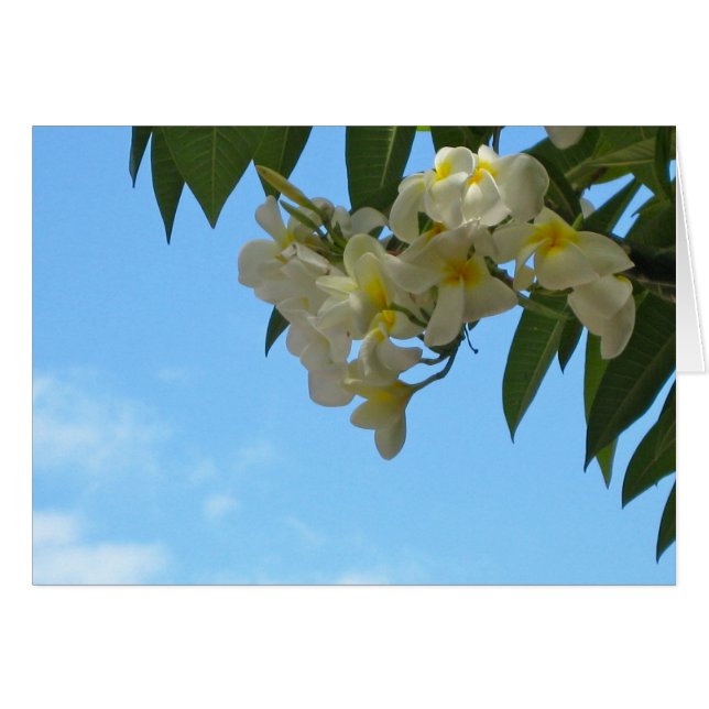Plumeria (Anverso (Horizontal))