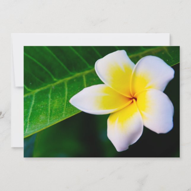 plumeria (Anverso)