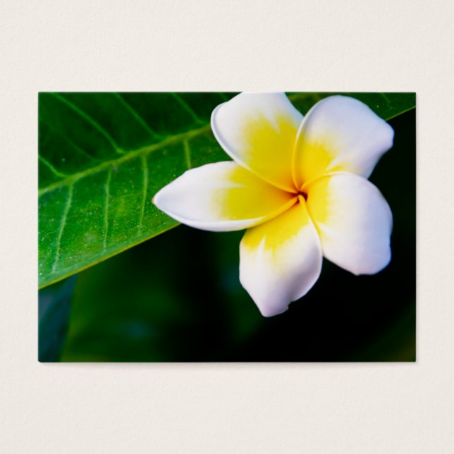 plumeria (Frente)