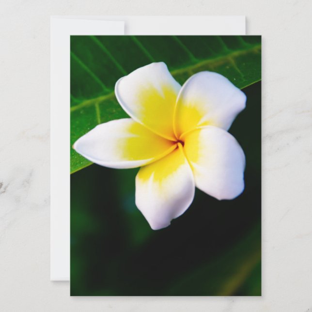 Plumeria (Anverso)