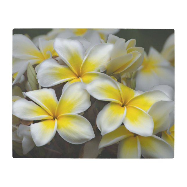 Plumeria amarilla blanca, impresión Metalizado (Anverso)