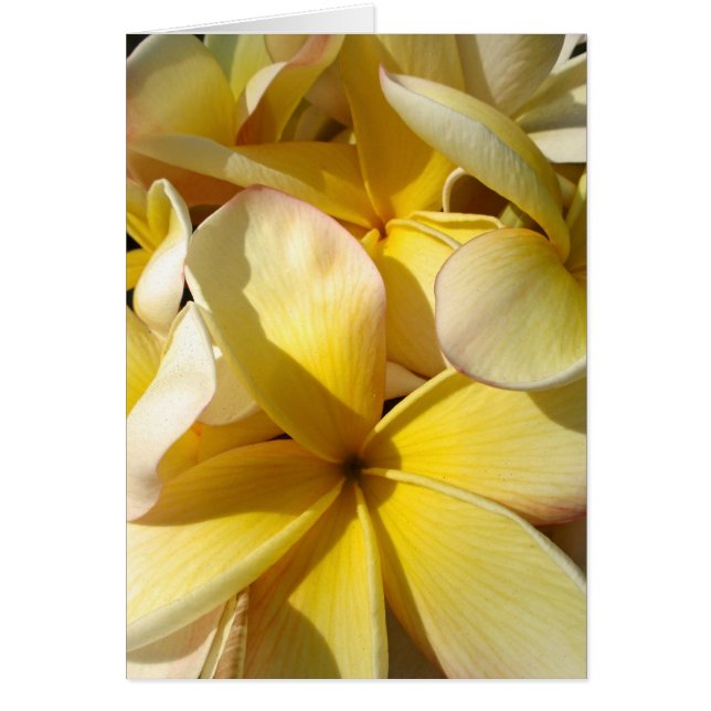 Plumeria Amarilla de Hawái (Frente)