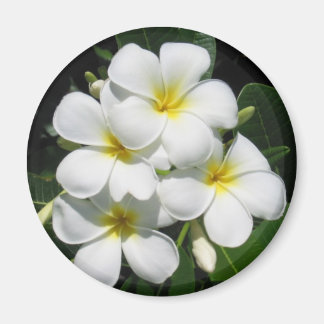 Plumeria blanca en el imán
