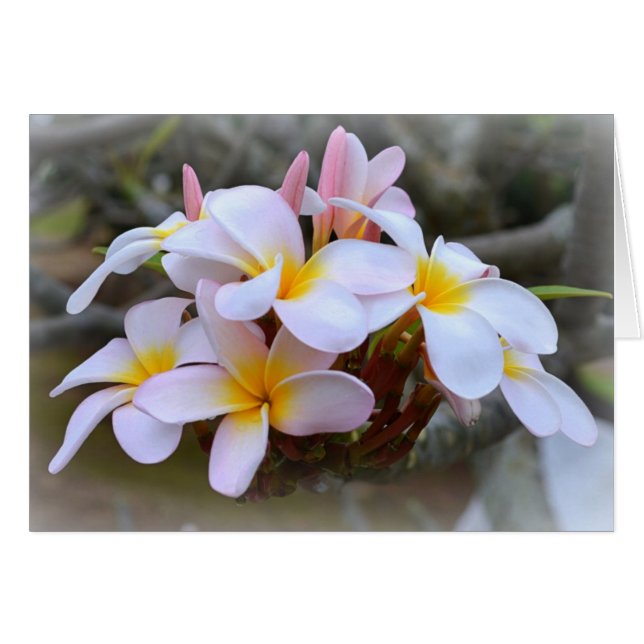Plumeria blanca y rosa, interior rosa (Anverso (Horizontal))
