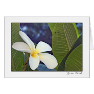 Plumeria blanco