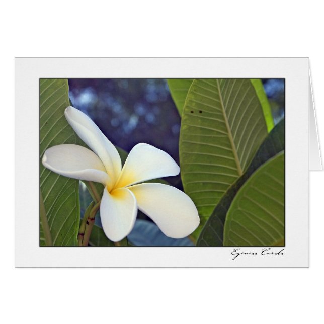 Plumeria blanco (Anverso (Horizontal))
