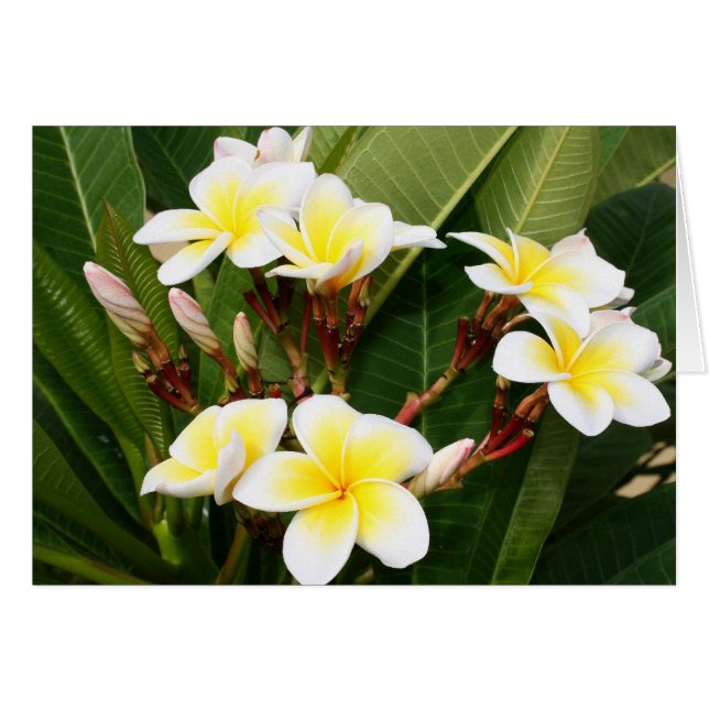 Plumeria Bouquet (Anverso (Horizontal))
