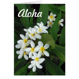 Plumeria de la hawaiana