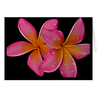 Plumeria del resplandor solar de Kaneohe