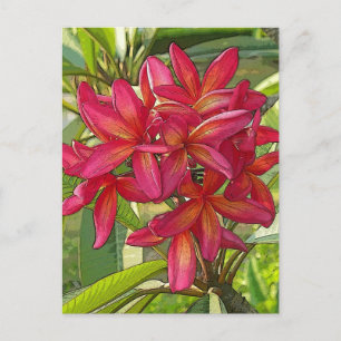 Plumeria - Diseño artístico en postales