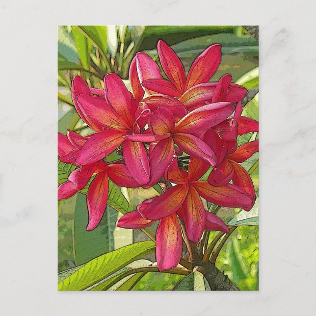 Plumeria - Diseño artístico en postales (Anverso)