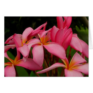 Plumeria - el rosa salvaje del as