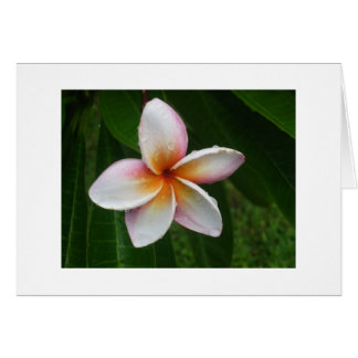 Plumeria en la lluvia