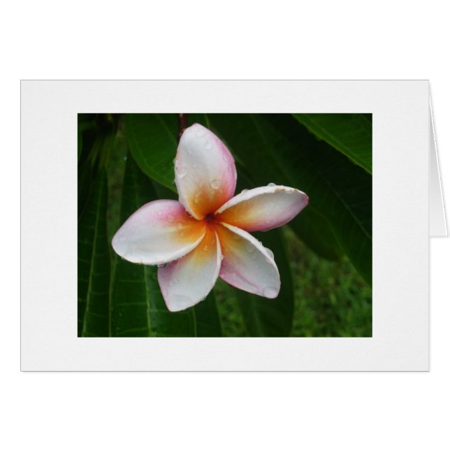 Plumeria en la lluvia (Anverso (Horizontal))
