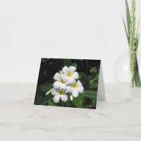 Plumeria Fotografía de Flor Hawaiana en Tarjeta de