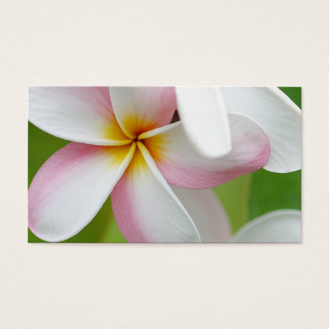 Plumeria Frangipani Hawaii Flor en blanco personal (Frente)