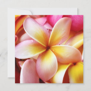 Plumeria Frangipani Hawaii Flor en blanco personal