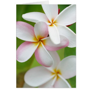 Plumeria Frangipani Hawaii Flor en blanco personal