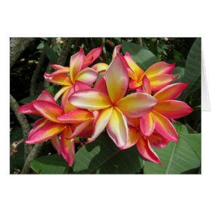 Plumeria hawaiana