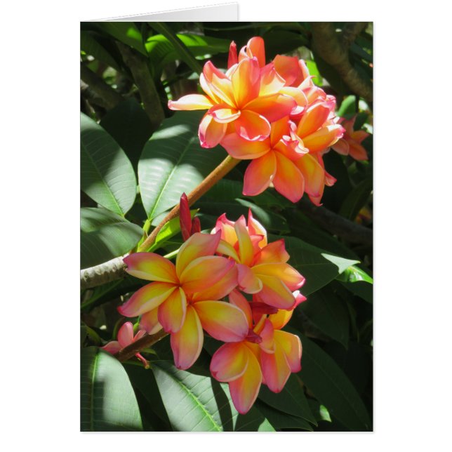 Plumeria hawaiana (Frente)