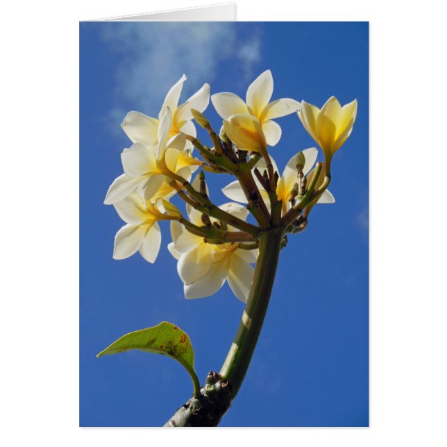 Plumeria hawaiana (Frente)
