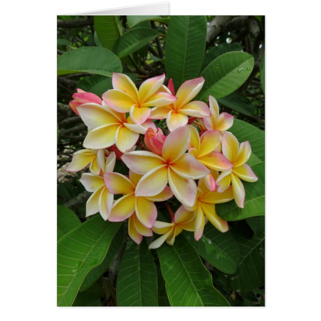 Plumeria hawaiana (Frente)