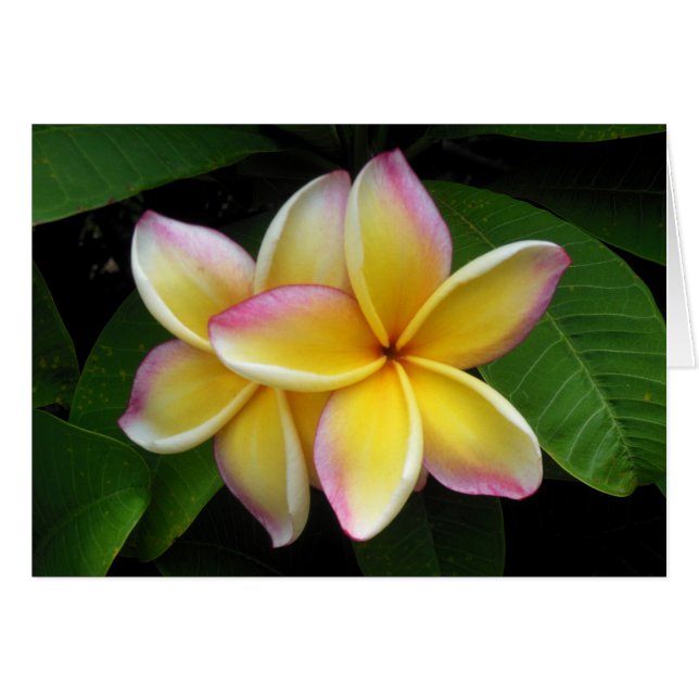Plumeria hawaiana (Anverso (Horizontal))
